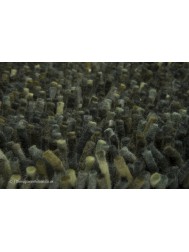 Rocks Pine Forest Rug - Thumbnail - 4