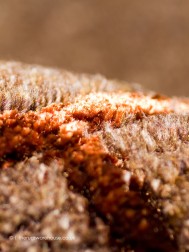 Sangri Brown Rug - Thumbnail - 5