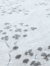 Winter Sakura Rug - Thumbnail - 6